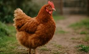 Fur Hen (Silkie Chicken): The Complete 2025 Guide to the Internet’s Favorite Fluffy Bird