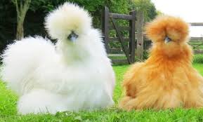 Why Fur Hens Are So Popular in 2025